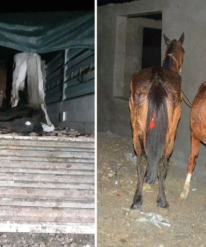 At ve eşek eti satan firmalar ifşa edildi