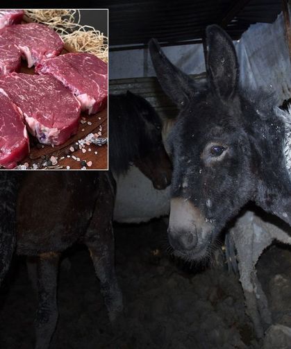 Bakanlık Tek Tek Açıkladı: Vatandaşa At ve Eşek Eti Yediren İşletmeler Açıklandı