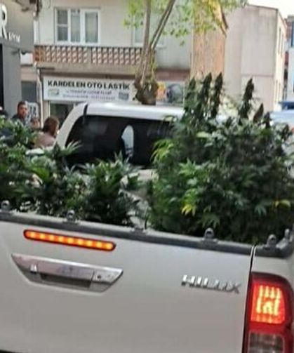 Evde Yasaklı madde Çiftliği Kurdu! Operasyonla Yakalandı