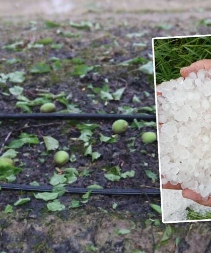 Fındık büyüklüğündeki dolu tarım arazilerini vurdu