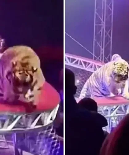 Kafesinden kaçan kaplan seyircilerin arasına daldı