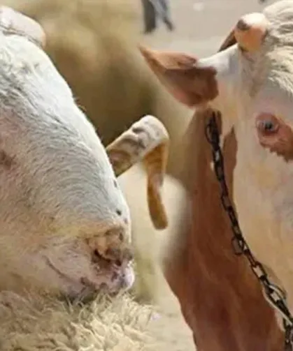 Kahramanmaraş’ta Kurbanlık Fiyatları Açıklandı: İşte Güncel Kilo Fiyatları