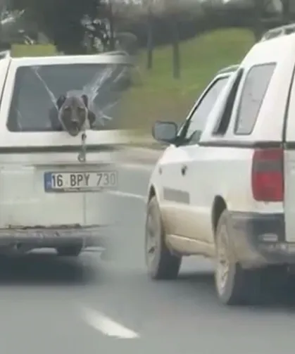 Kırık Camdan Dışarı Bakan Köpek Herkesi Kendine Hayran Bıraktı