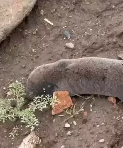 Şiddetli Yağışlar Yer Altındaki Kör Fareleri Yeryüzüne Çıkardı