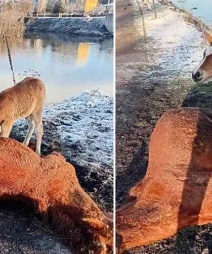 Tay, ölen annesinin başından ayrılmadı