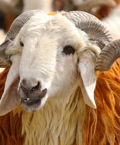 Vekaletle kurban kesim bedelleri belli oldu: İşte rakamlar