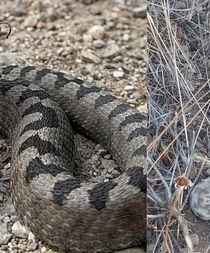 10 Dakikada Öldürebiliyor! Korkutan Yılan Ortaya Çıktı