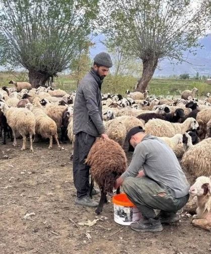 150 bin TL maaş beklenen çobanlıkta asgari ücret dönemi!