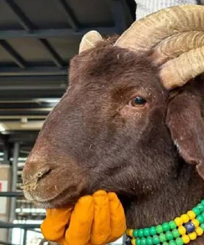 5 boynuzlu kuzu, 30 bin liraya alıcısını bekliyor