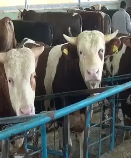 Kurban kesiminde zoonotik bulaş uyarısı; kuduz, tetanoz ve orf hastalığına dikkat