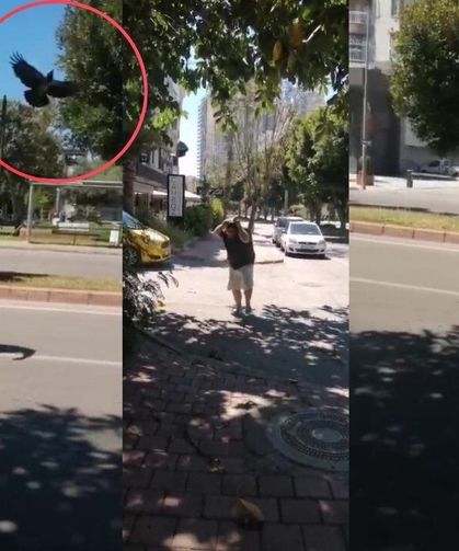 Antalya’da kargaların hedefi oldu! Sokak ortasında neye uğradığını şaşırdı