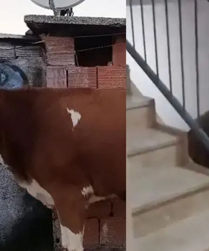 Boğayı 6 Katlı Binanın Terasına Çıkardılar