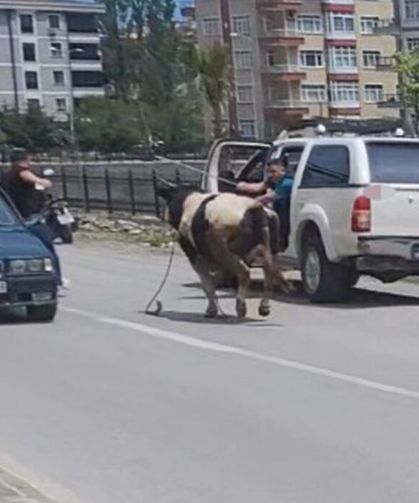 Firar eden kurbanlığın saatlerce peşinden koştular: İlçeyi birbirine kattı