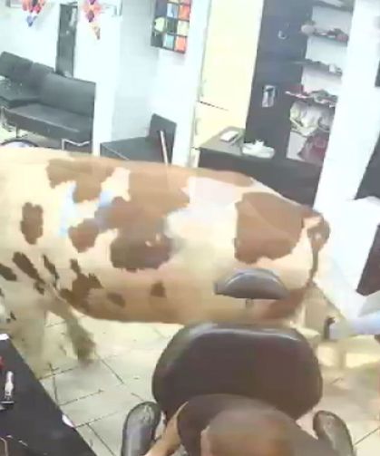 Kaçan Kurbanlık Boğa Kuaför Salonuna Daldı