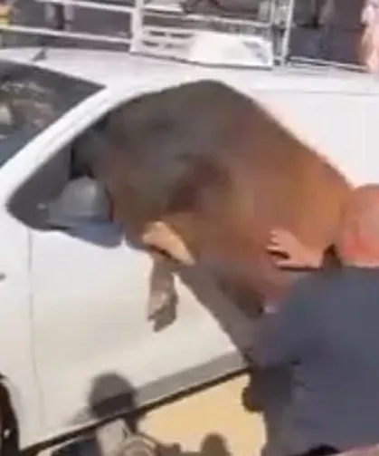 Kaçan Kurbanlık Boğa Minibüsün Camından İçeri Girmeye Çalıştı