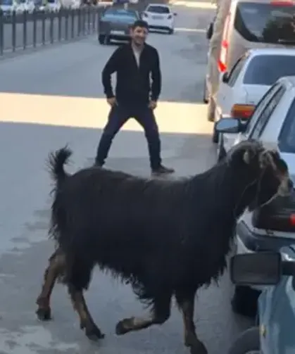 Kaçan kurbanlık keçi, uzun uğraşlar sonucu yakalandı