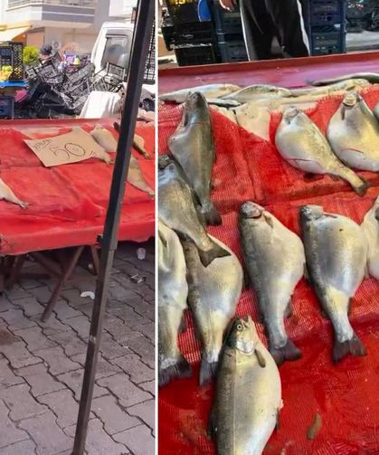Kilosu 50 TL'ye satılıyor! Sakın almayın