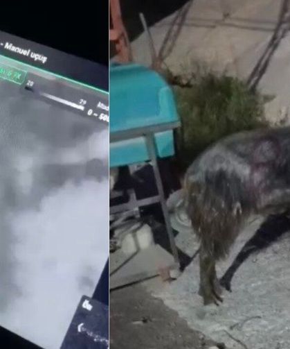 Osmaniye’de dronla kayıp kurbanlık operasyonu!
