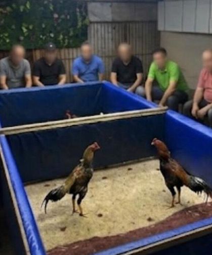 Horoz dövüşü operasyonu: 130 bin lira ceza kesildi
