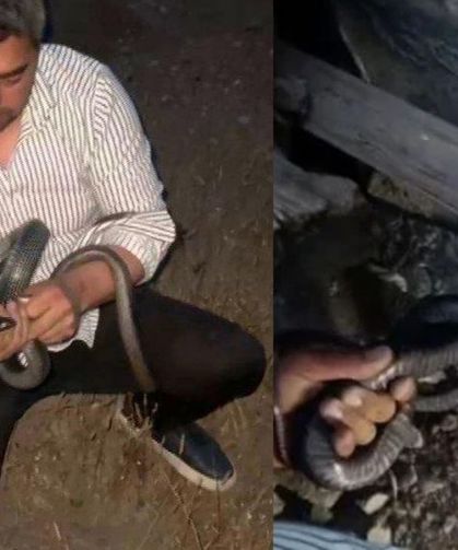 Evden Çıkan 2 Yılanı Koluna Dolayarak Yakaladı