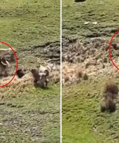 Hayvanlarını otlatan çocuk, köpeklerin saldırısına uğradı