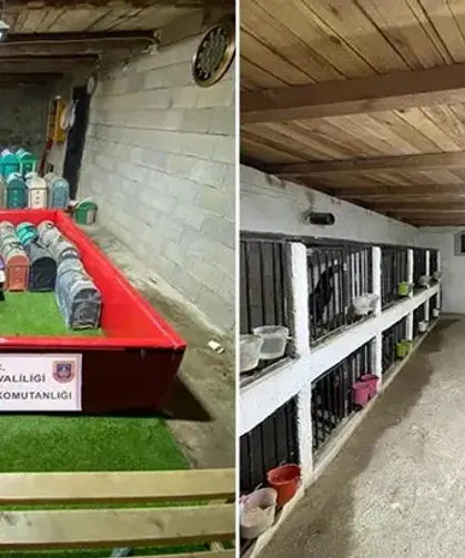 'Horoz dövüşü' operasyonu; 39 kişiye yüz binlerce lira ceza