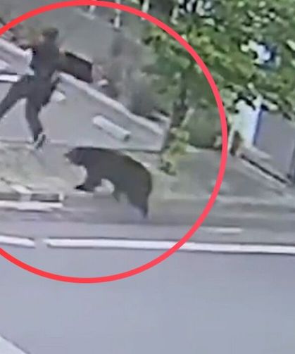 Japonya'da korkunç ayı saldırısı 4 kişi yaralandı