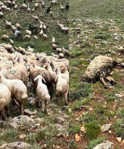 Otlatılan Sürüye Yıldırım Düştü, 5 Koyun Telef Oldu