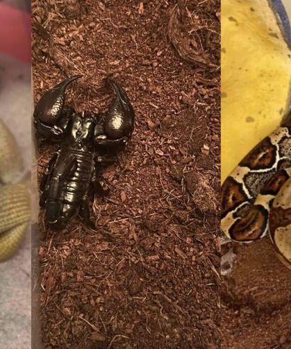 Evden çıkanlar şoke etti: Savan varanı, tarantula, yılan, akrep, iguana ve...