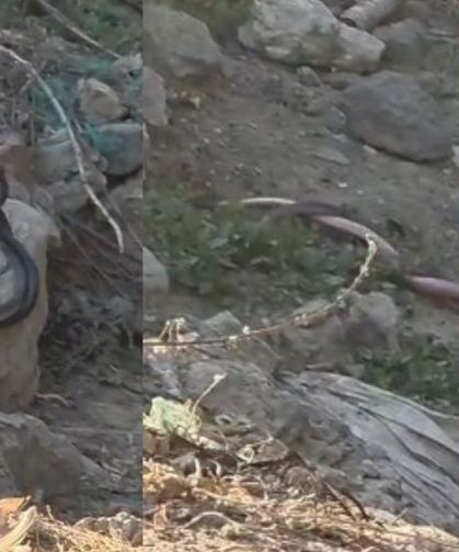 Yılanlar çiftleşirken kameralara yakalandı