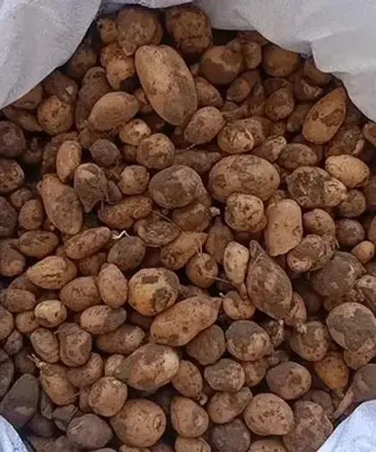 İzinsiz 'salep' toplayıcılığı ve biyokaçakçılığa milyonluk ceza