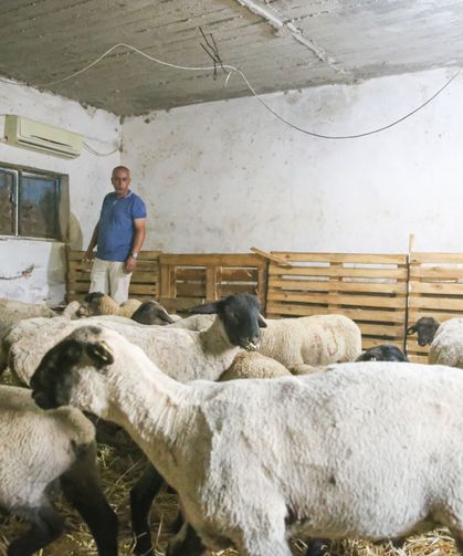 Besici sıcaktan etkilenen koyunlarını klimalı ahırda serinletiyor