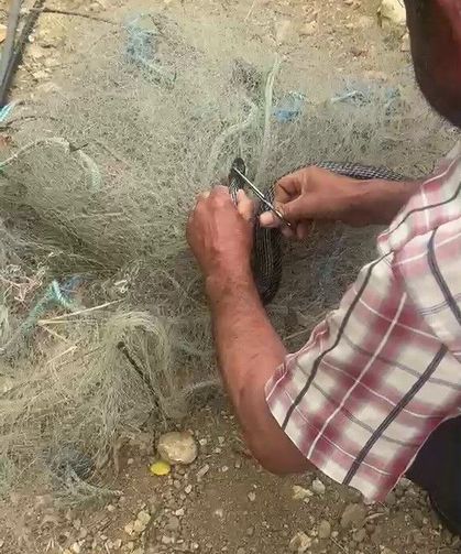 Balık Ağına Takılan Yılanı Elleriyle Kurtardı! O Anlar Kamerada