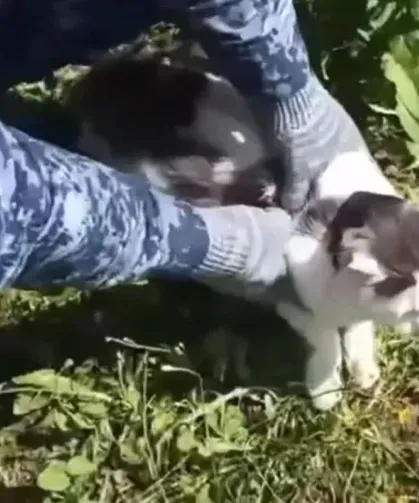 Cezaevine Uyuştur*cu Taşıyan Kedi Yakalandı