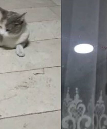 Dev çekirge hareketliliği: Birçok yerde görüntülendi