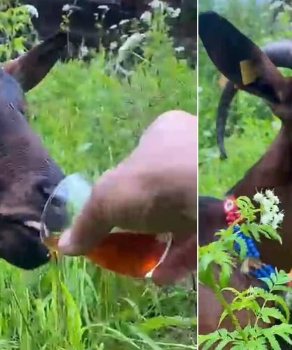 Keçinin bardaktan çay içtiği görüntüler yürekleri ısıttı