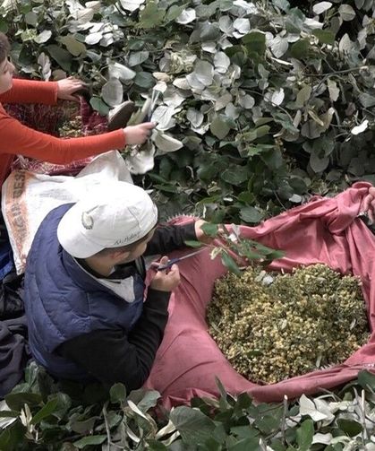 Kilosu 3 bin lira: Ağaçlara tırmanıp toplanıyor