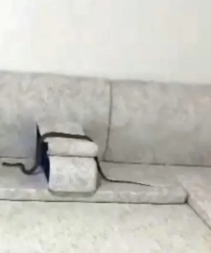 Misafir hazırlığı yapan ailenin evine yılan girdi