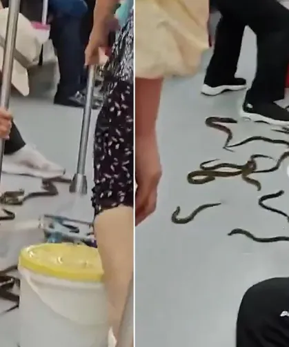 Görenler gözlerine inanamadı! Metro vagonunu yılan balıkları bastı