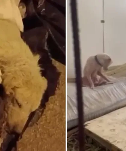 Pire istilasına uğrayan sokakta kan donduran görüntüler