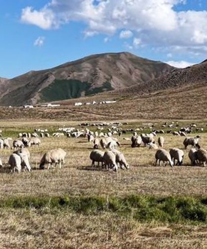 150 bin lira maaşa rağmen üretici aradığı çobanı bulamıyor