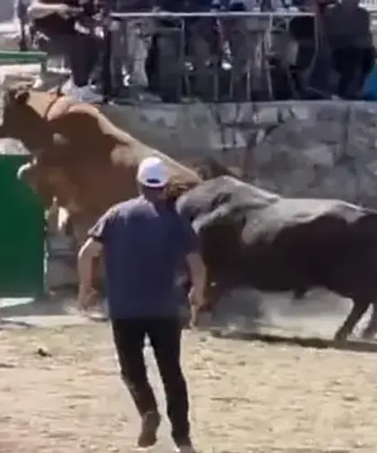 Güreşten kaçan boğa, demir kapıdaki boşluktan arenanın dışına atladı