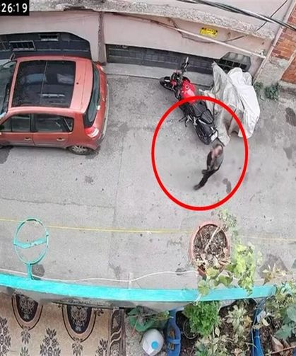 Bursa'da kucağındaki kediye şiddet uygulayan şüpheli yakalandı