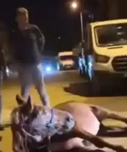 Ata şiddet uyguladılar, polis gözaltına aldı