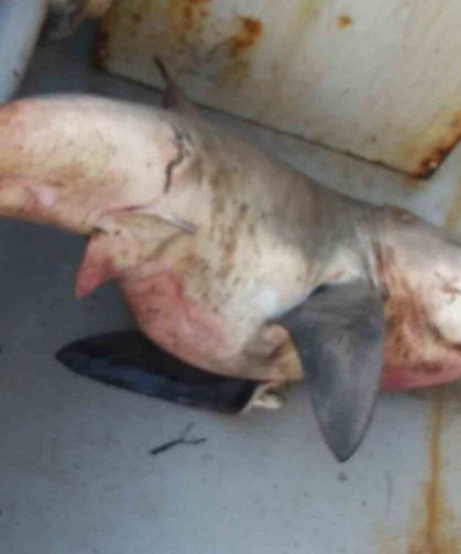 Balıkçıların ağına dev köpek balığı takıldı