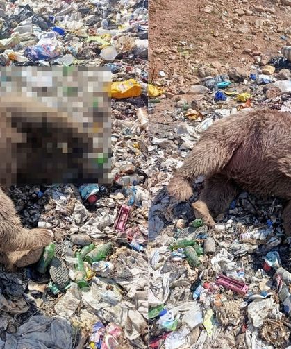 Bingöl'de çöplükte korkunç görüntü! 3 bozayı silahla vurulmuş halde bulundu