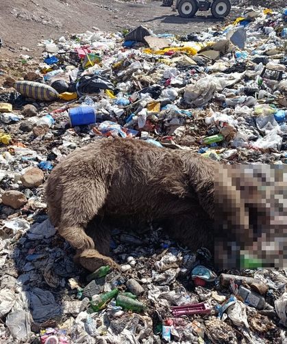 Çöplükte korkunç keşif! 3 bozayı kurşunlanmış halde bulundu