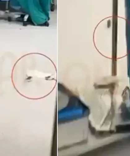 Hastanenin ameliyathanesinden skandal görüntü! Hasta masadayken fare dolaştı