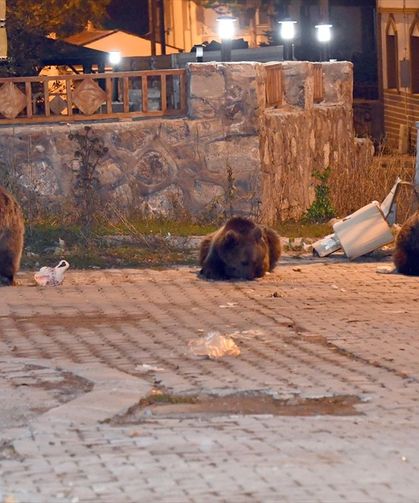 İnönü Mahallesi'nde Üç Ayı Görüldü
