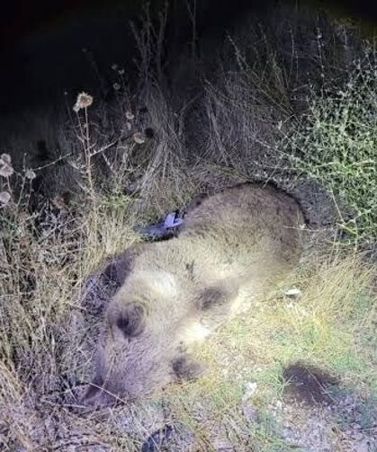 Ayı bir anda yola çıktı! Cipin çarptığı ayı öldü